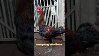 Download lagu Anakan ayam pelung usia 4 bulan #ayampelungjumbo #ayampelungjuara #kokokayampelung #anakanayampelung mp3