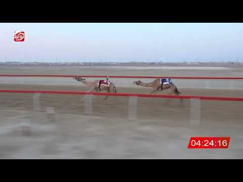  ش 3 (الوثبة) لـ احمد مطر بن ماجد الخييلي 6:42:14 ، مهرجان العين 2026/07/12 حول وزمول الوثبة