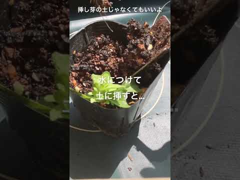  10月末までペチュニアの開花を促進して鑑賞するにはどうすればよいですか？  庭園