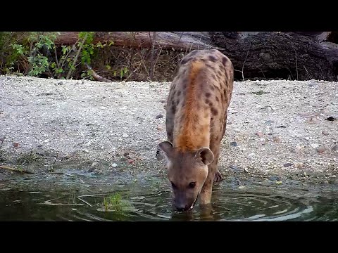 Hyena Greetings at Rosie's Pan