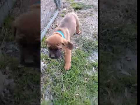 Blue collar boy 8 weeks old today