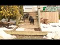 Cane Corso dogs for sale: Vivian  - Video 1