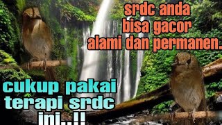 Download lagu tidak meragukan.!! terapi srdc gemricik air, terapi srdc agar cepat bunyi, pancingan srdc biar bunyi mp3