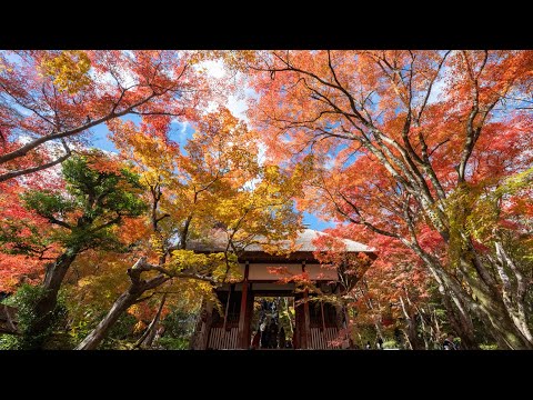 京都の紅葉2023 ライブ配信 常寂光寺
