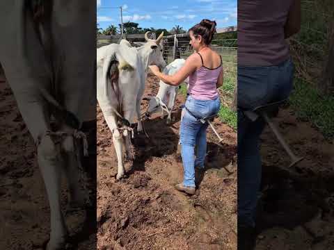 Amazing Cow Milking on Farm 🐄 | Traditional Dairy Farming Life | Fresh Milk Collection #villagelife