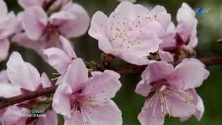 ♡ First Day Of Spring -  SECRET GARDEN