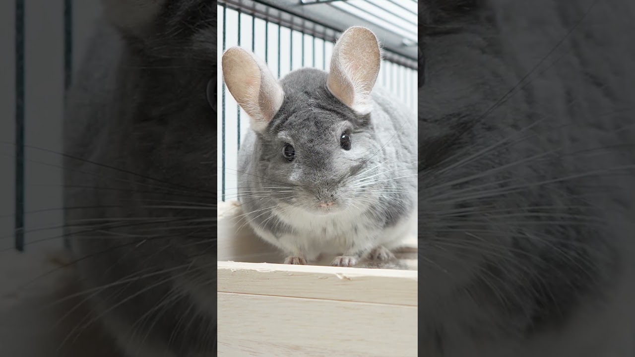 チンチラを飼っているほとんどの人が間違えてる言葉 #Shorts