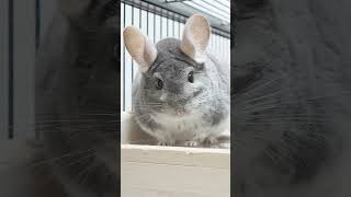 チンチラを飼っているほとんどの人が間違えてる言葉 #Shorts