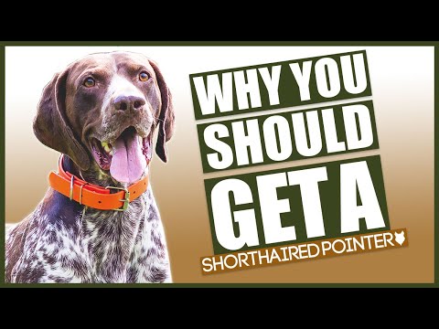 GERMAN SHORTHAIRED POINTER! 5 reasons Why YOU SHOULD GET A German Shorthaired Pointer!