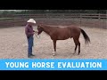 A Quick Evaluation of a 2 Year Old Horse (Episode 211) - Herm Gailey: A Lifetime with Horses