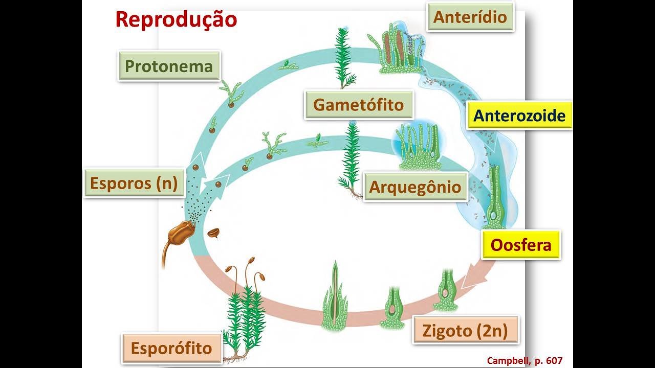 01 Botânica: Briófitas (Graduação)