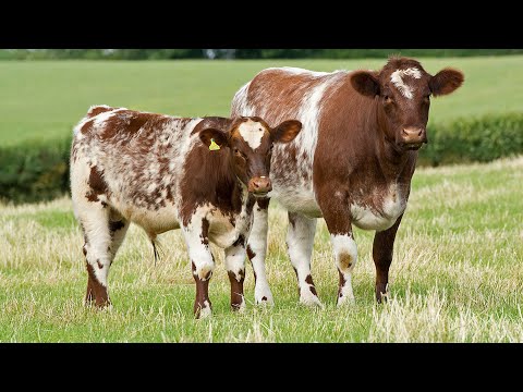 , title : 'Shorthorn Cattle | Durable Diversity'
