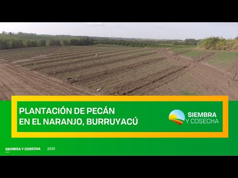 SIEMBRA Y COSECHA TV: Plantación de pecán en el Naranjo, Burruyacú