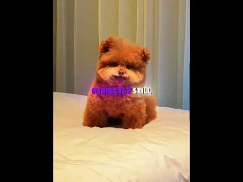 He Thought It Was a Stuffed Toy😭🐶#shorts