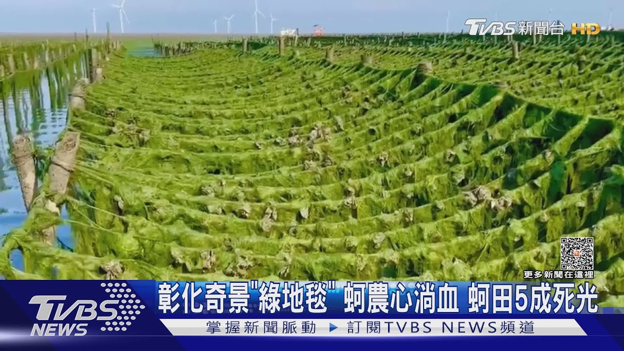 彰化奇景「綠地毯」蚵農心淌血 蚵田5成死光