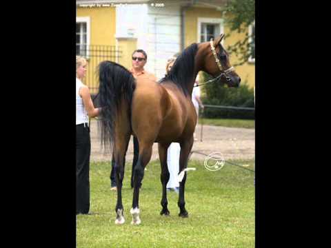 Da Negev & Ag Amir .wmv