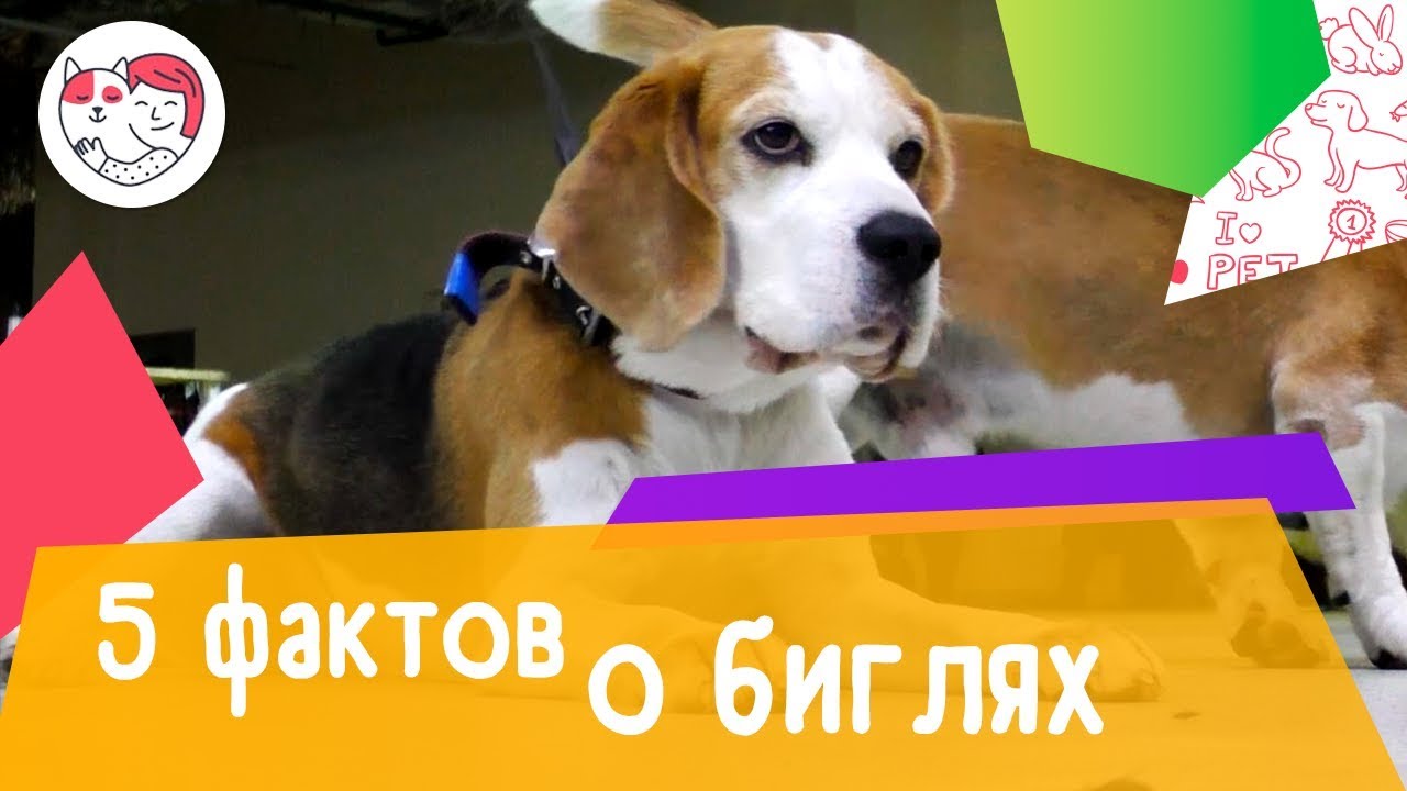 5 необычных фактов о биглях