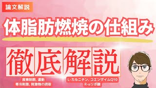 【体脂肪燃焼の仕組みを徹底解説！】体脂肪燃焼のコツと体脂肪燃焼をサポートするサプリ【脂肪燃焼サプリ3選！】