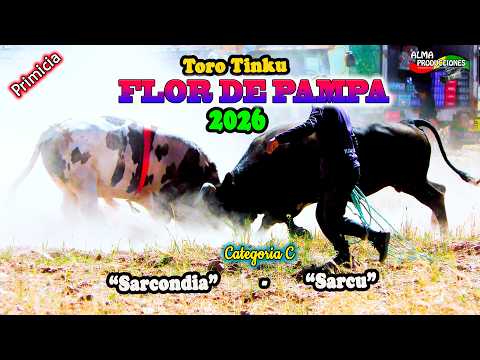 Toro Tinku de FLOR DE PAMPA 2026 T2C, "Sarcondia-Sarcu". (Video Oficial) de ALPRO BO.