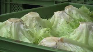 Bio-Salat vom Feld zur Haustür: Die Gemüsekiste