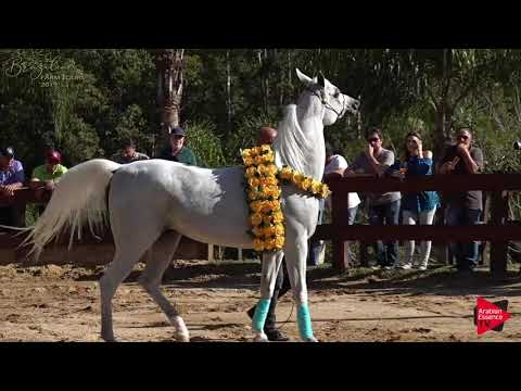 Brazilian Farm Tours 2019 - Haras Cruzeiro part 1
