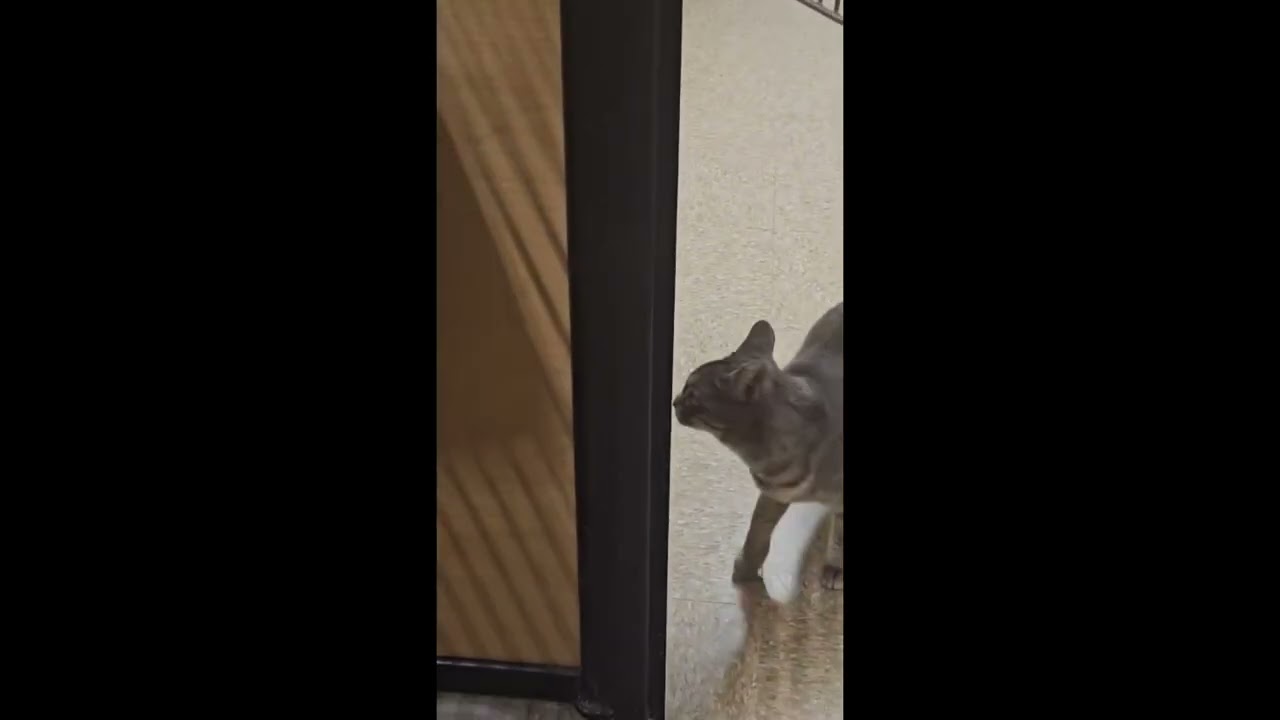 Haven, a ADOPTABLE mixed breed in Brampton, ON video 6/6