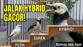 Download lagu MAsteran Jalak Hybrid Silangan Jalak Suren dengan jalak Putih Suaranya Mewah Part 35 mp3 Download lagu MAsteran Jalak Hybrid Silangan Jalak Suren dengan jalak Putih Suaranya Mewah Part 35 mp3