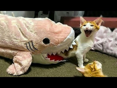 Funny pets 2021/Thilini Wathsala/Part 2