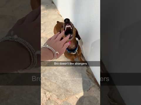 Dogs Being Idiots Part 1 #funny #funnypets #funnyanimals #pets