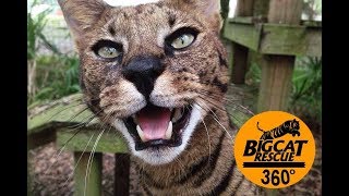 360 VR Beacher Savannah Cat Rescue Story