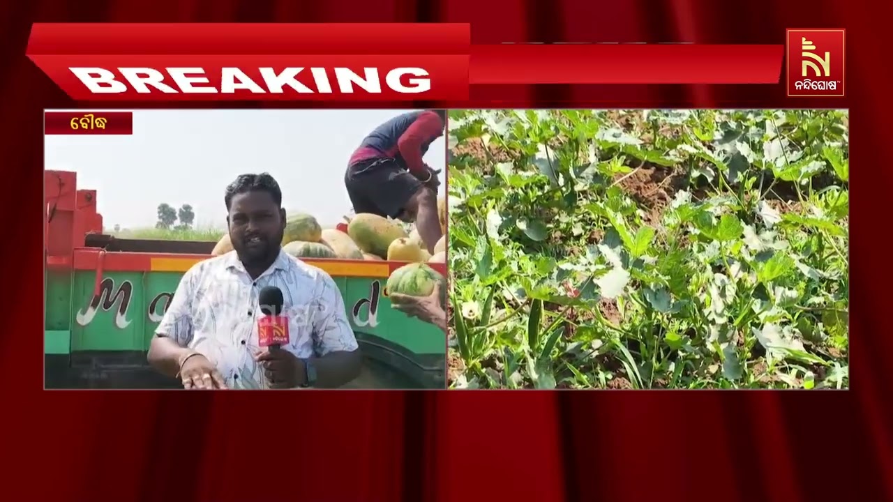 ବୌଦ୍ଧରେ ହାତୀ ଆତଙ୍କ ; ବ୍ୟାପକ ଫସଲ ନଷ୍ଟ କରିଥିବା ଅଭିଯୋଗ