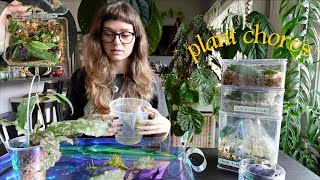 let's go through my mini prop boxes & chop some of my big philos 🌿