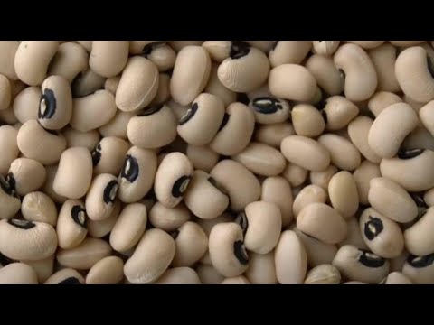 The Life Cycle of White-Browed Beans | Modern Agricultural Planting and Harvesting Black-Eyed Peas