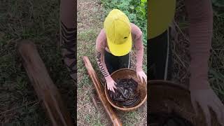 Download lagu Amazing Eel Trap Technique With Survival Skills For Big Eel Fish mp3