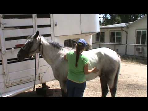 Taking Vital's on my Stallion