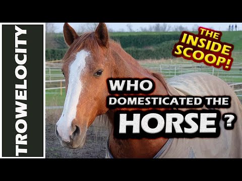 Origins of the Domesticated Horse | Ludovic Orlando Interview