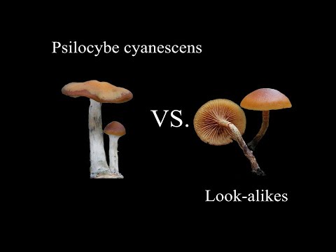Download Psilocybe Cyanescens Ballard Schweiz Switzerland Suisse Mp3 And Mp4 Sabakamusic Com Download Psilocybe Cyanescens Ballard Schweiz Switzerland Suisse Mp3 And Mp4 Sabakamusic Com