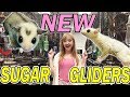 Picking My NEW Sugar Gliders From THE PET GLIDER