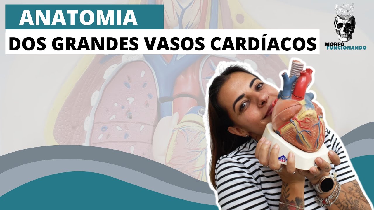 ANATOMIA DOS GRANDES VASOS CARDÍACOS (E PRINCIPAIS RAMOS ARTERIAIS E VEIAS TRIBUTÁRIAS) #7