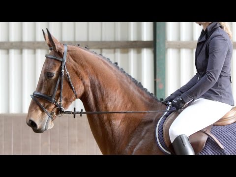 Holsteiner Stute von Clearway - Loutano