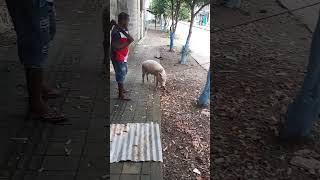 Como matar un cerdo o marranos para navidad🤶  #cerdo #parati #navidad #shorts  #viral #animals#viral