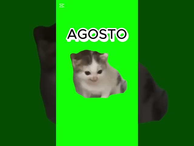 Vídeo relacionado con Meow Cute Cat Face Frase divertida para fans de los gatos Sudadera