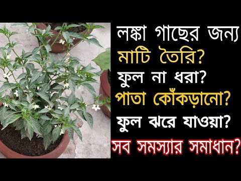 Easy way to grow chilli in pots all year round / Complete care of chilli plant (A to Z)