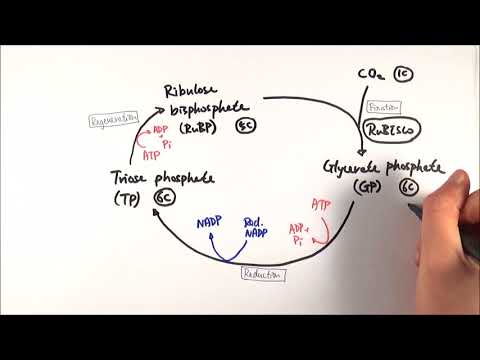 A2 Biology - Calvin cycle: The light-independent stage (OCR A Chapter 17.3)
