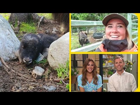 Tittarna har sagt sitt — Detta ska Brutus kalv heta | Nyhetsmorgon | TV4 & TV4 Play