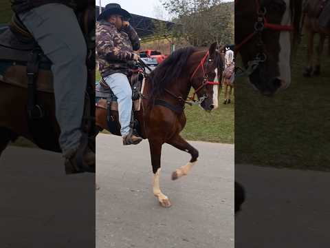 beautiful horse shod in the ride