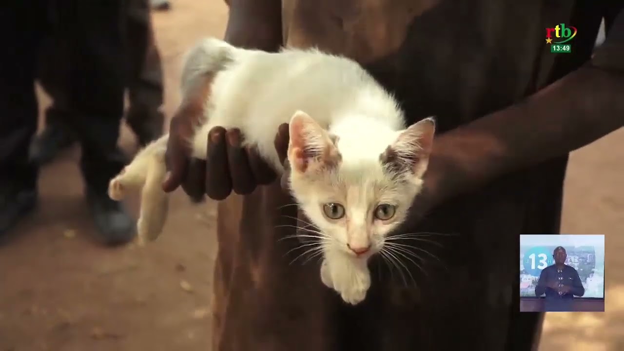 Campagne de vaccination contre la rage : 10000 animaux de compagnie seront touchés
