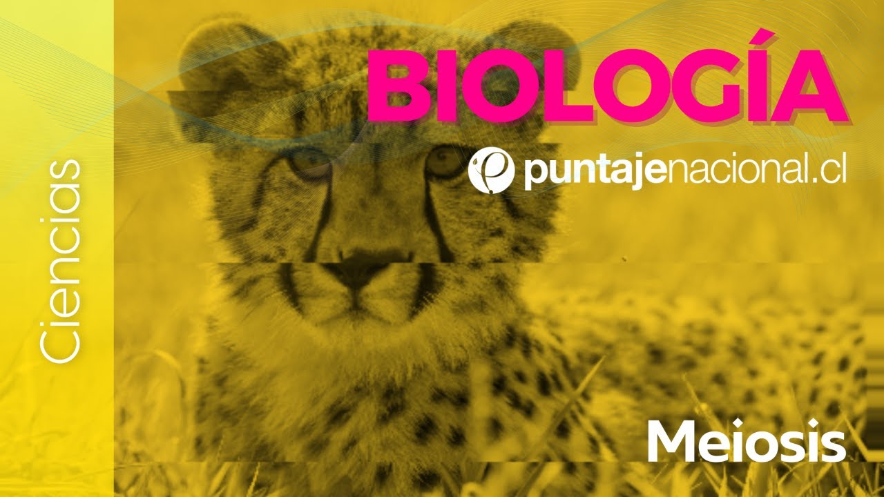 PAES | Biología | Meiosis