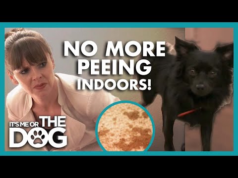 Stop your Dog from Peeing in the House💦🏠 | It’s Me or The Dog