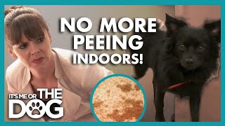 Stop your Dog from Peeing in the House💦🏠 | It’s Me or The Dog